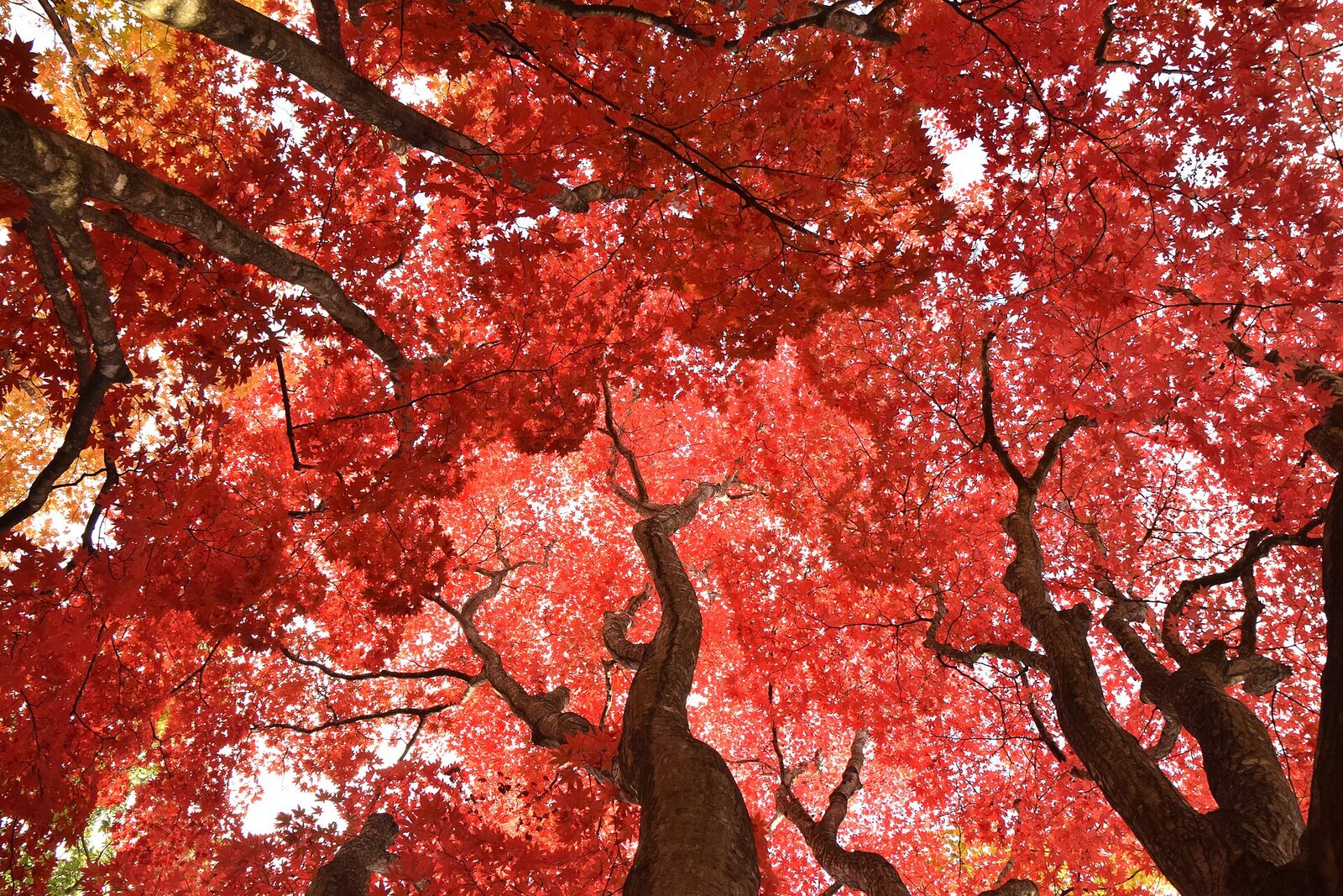 10月16日〜11月8日 函館市 香雪園 MOMI-Gフェスタ ライトアップ16〜21時・入場無料